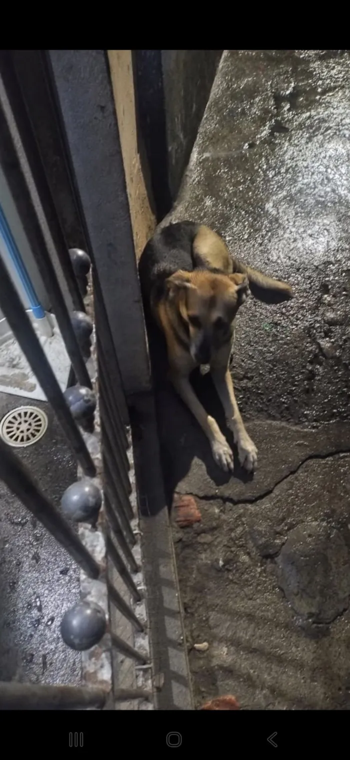 Cachorro raça SRD-ViraLata idade 6 ou mais anos nome Mel