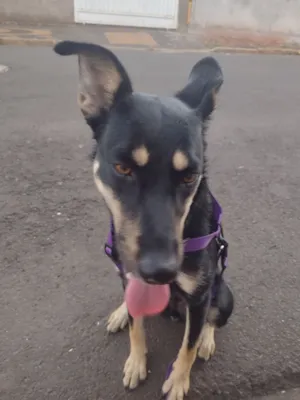 Cachorro raça SRD-ViraLata idade 1 ano nome Nala