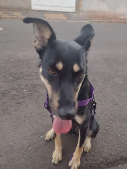 Cachorro raça SRD-ViraLata idade 1 ano nome Nala