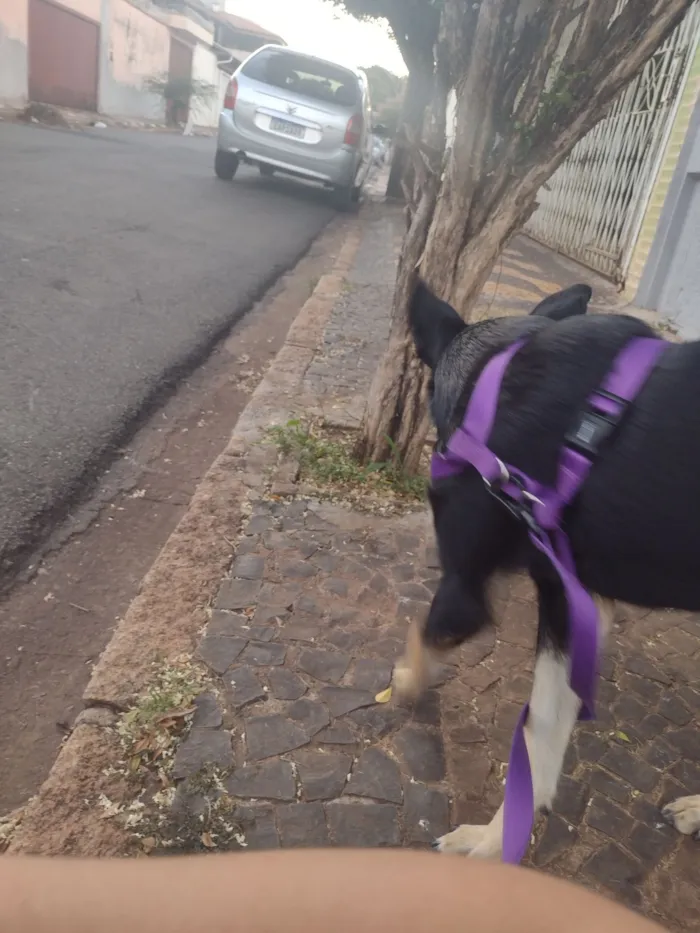 Cachorro raça SRD-ViraLata idade 1 ano nome Nala