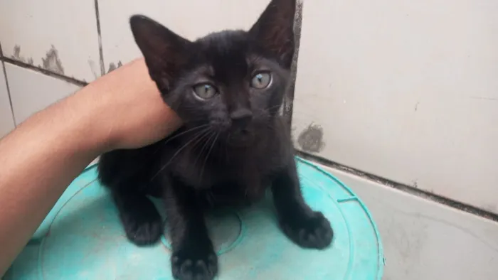 Afrodite / Mhia / Figo