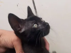 Gato raça SRD-ViraLata idade Abaixo de 2 meses nome Afrodite / Mhia / Figo