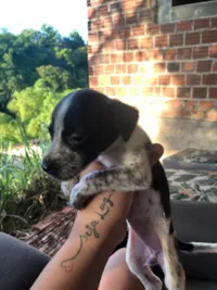 Cachorro raça SRD-ViraLata idade Abaixo de 2 meses nome Mimosa