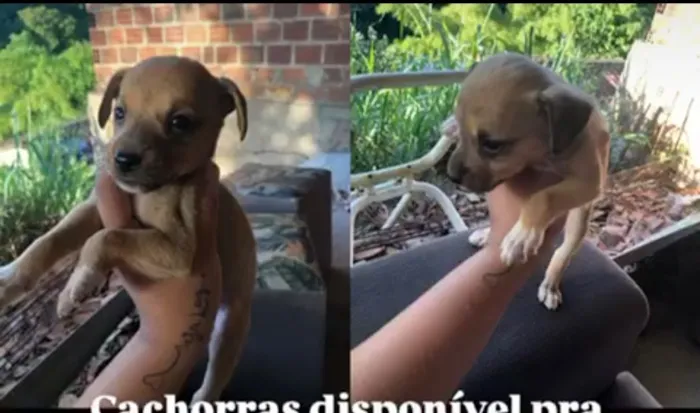 Cachorro raça SRD-ViraLata idade Abaixo de 2 meses nome Paçoquinha 