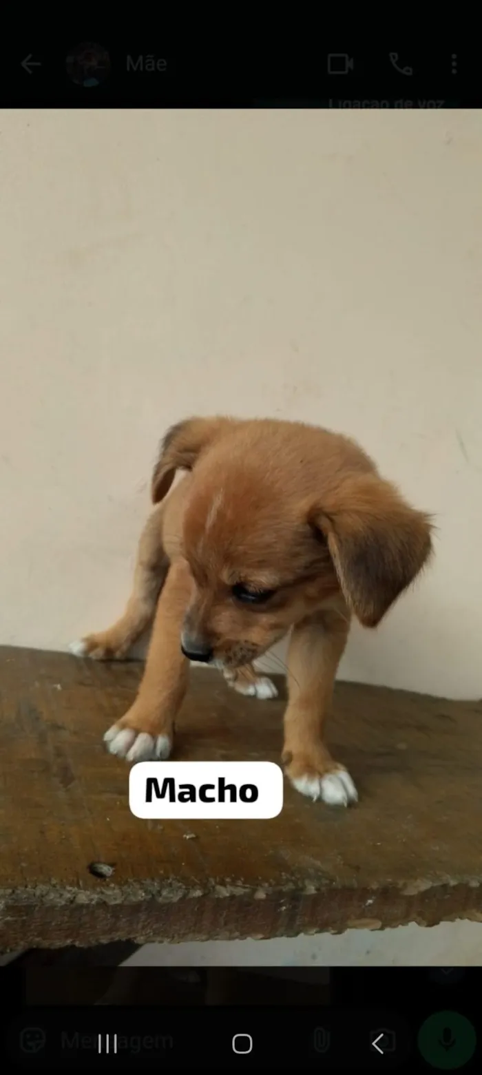 Cachorro raça SRD-ViraLata idade 2 a 6 meses nome EDUARDO FERREIRA LUZ