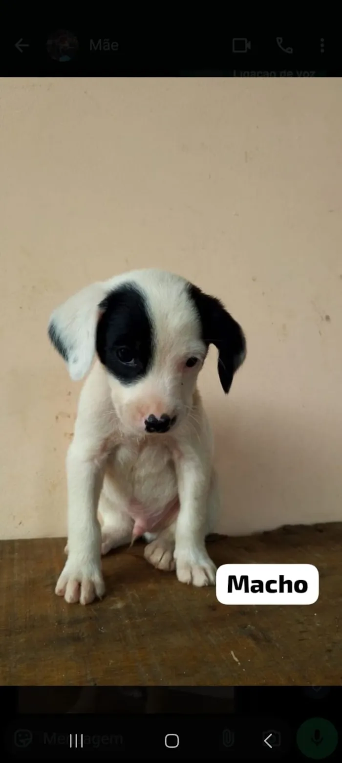 Cachorro raça SRD-ViraLata idade 2 a 6 meses nome EDUARDO FERREIRA LUZ