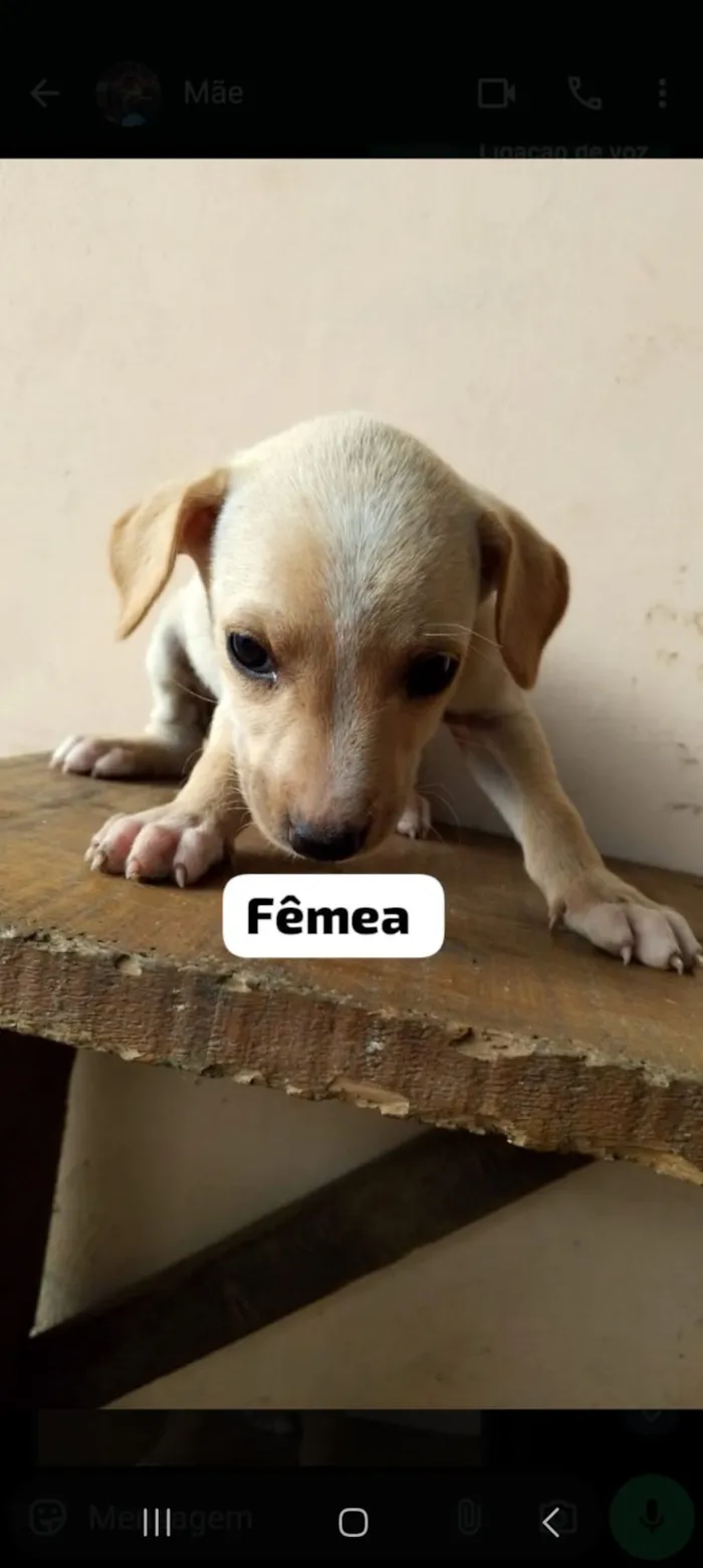 Cachorro raça SRD-ViraLata idade 2 a 6 meses nome EDUARDO FERREIRA LUZ