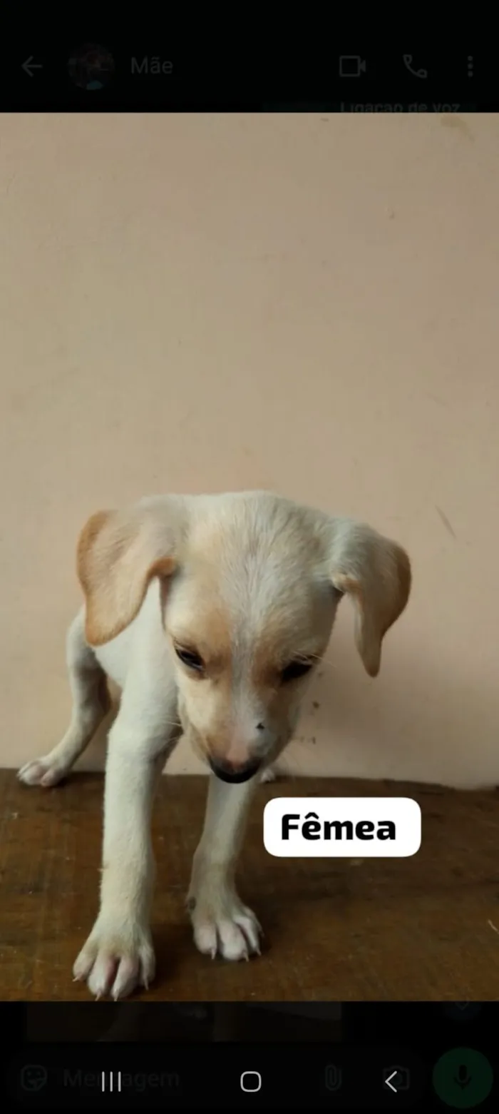 Cachorro raça SRD-ViraLata idade 2 a 6 meses nome EDUARDO FERREIRA LUZ