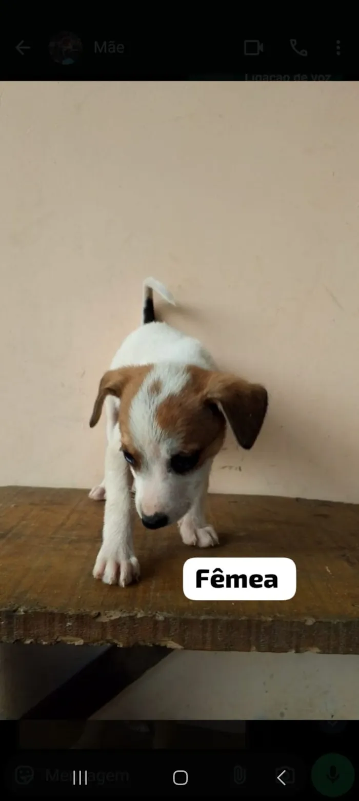 Cachorro raça SRD-ViraLata idade 2 a 6 meses nome EDUARDO FERREIRA LUZ