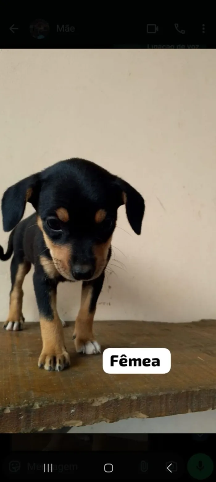 Cachorro raça SRD-ViraLata idade 2 a 6 meses nome EDUARDO FERREIRA LUZ