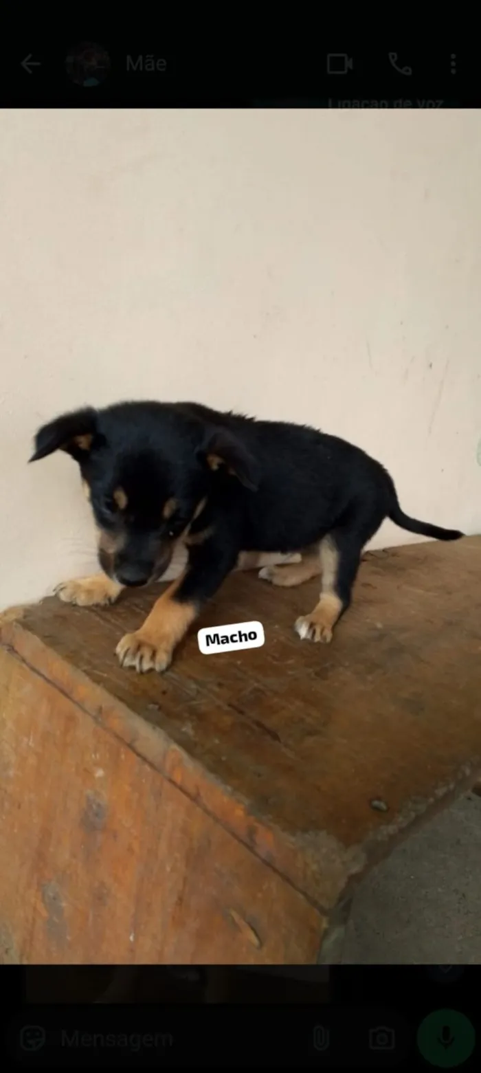 Cachorro raça SRD-ViraLata idade 2 a 6 meses nome EDUARDO FERREIRA LUZ