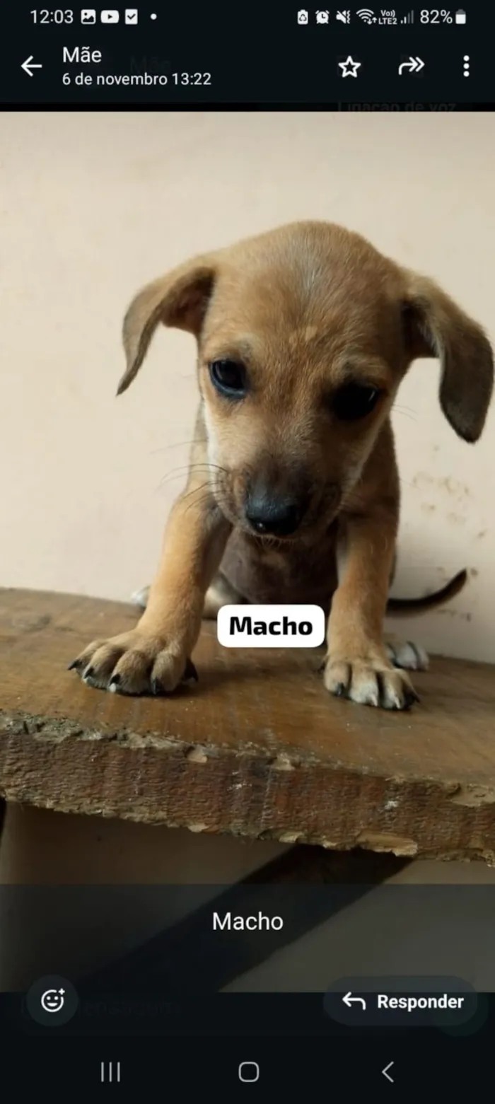 Cachorro raça SRD-ViraLata idade 2 a 6 meses nome EDUARDO FERREIRA LUZ