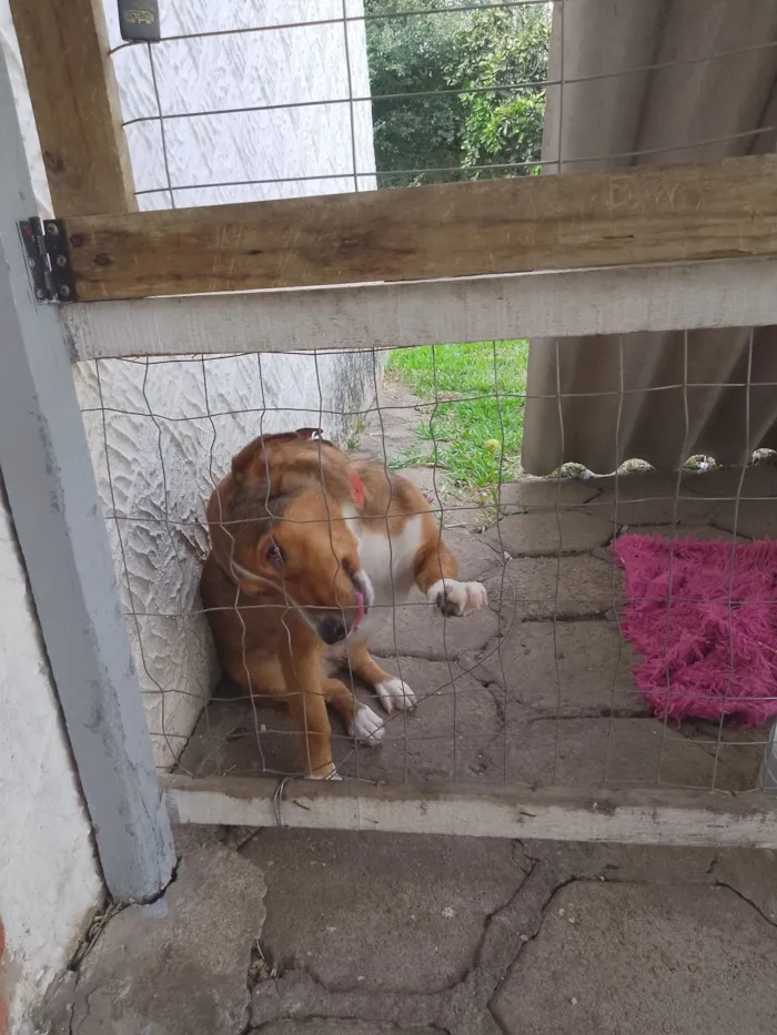 Cachorro raça SRD-ViraLata idade 2 anos nome Princesa 