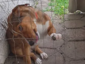 Cachorro raça SRD-ViraLata idade 2 anos nome Princesa 