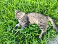 Gato raça SRD-ViraLata idade 1 ano nome Mia