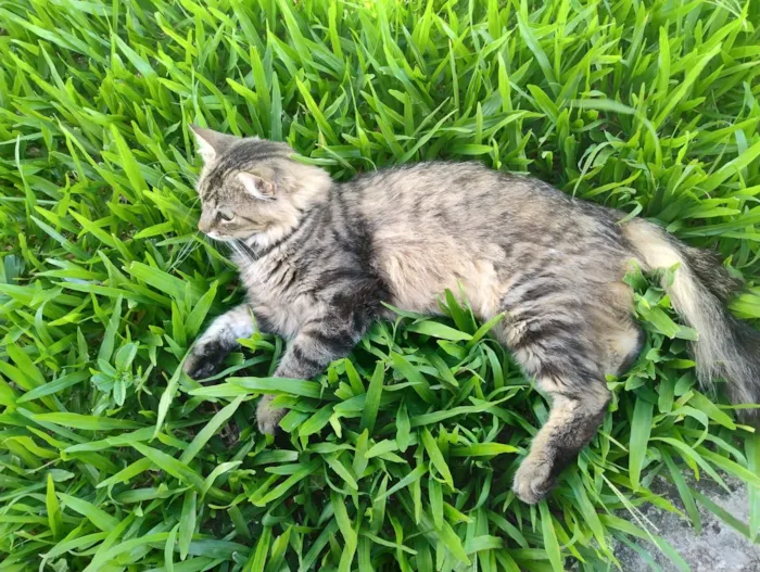 Gato raça SRD-ViraLata idade 1 ano nome Mia