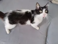 Gato raça SRD-ViraLata idade 6 ou mais anos nome Mingau 