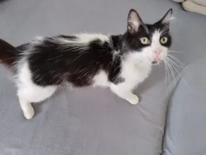 Gato raça SRD-ViraLata idade 6 ou mais anos nome Mingau 