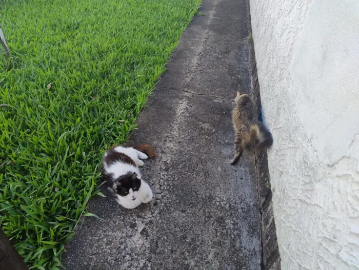 Gato raça SRD-ViraLata idade 6 ou mais anos nome Mingau 