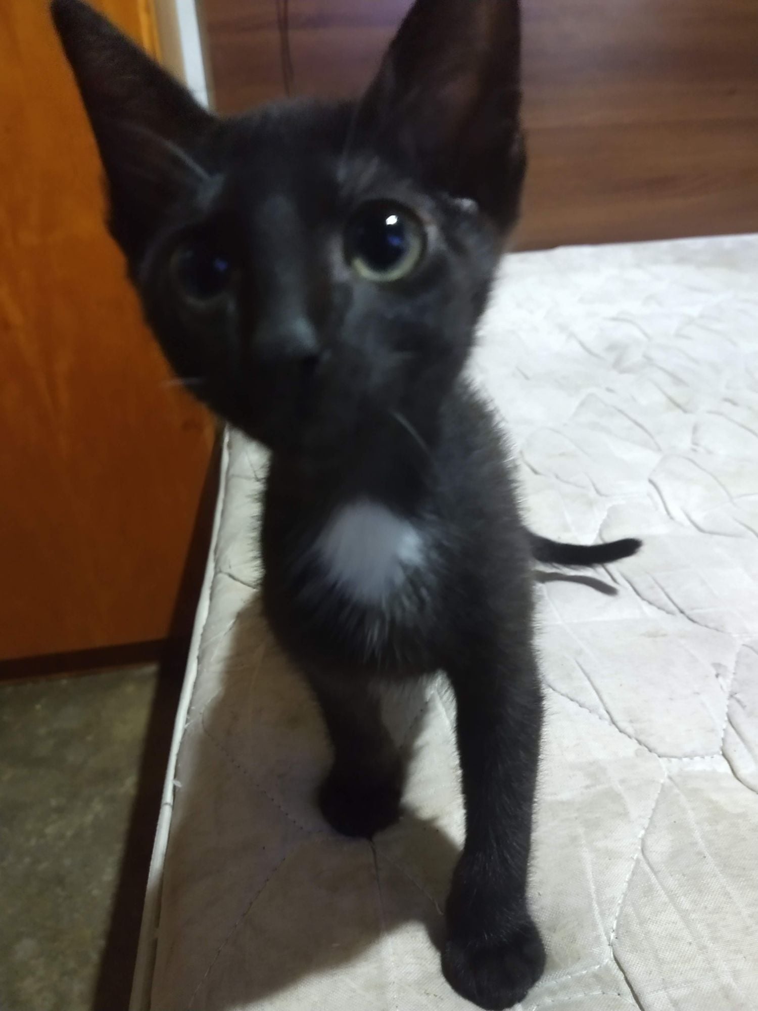 Será nomeado pelo adotante.