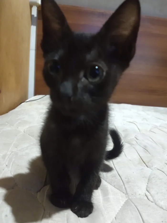 Gato raça SRD-ViraLata idade Abaixo de 2 meses nome Será nomeado pelo adotante.