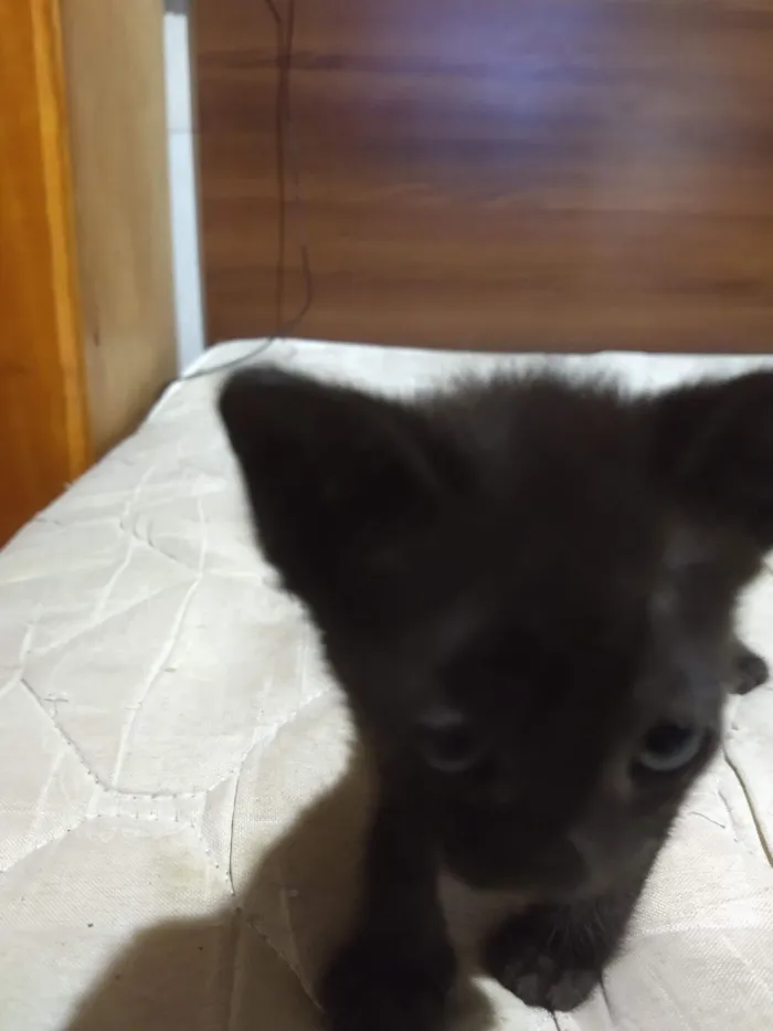 Será nomeado pelo adotante.