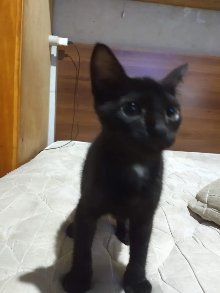 Será nomeado pelo adotante.