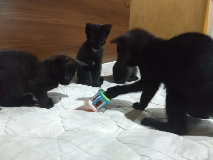 Será nomeado pelo adotante.