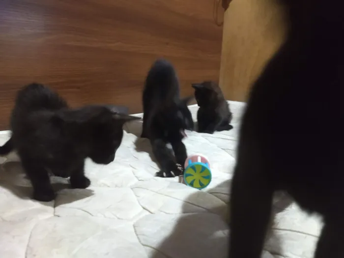 Será nomeado pelo adotante.