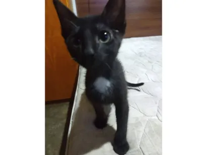 Gato raça SRD-ViraLata idade Abaixo de 2 meses nome Será nomeado pelo adotante.