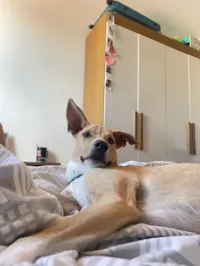 Cachorro raça SRD-ViraLata idade 1 ano nome Jorge 