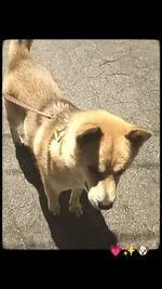 Cachorro raça Husky Siberiano idade 3 anos nome Jacob