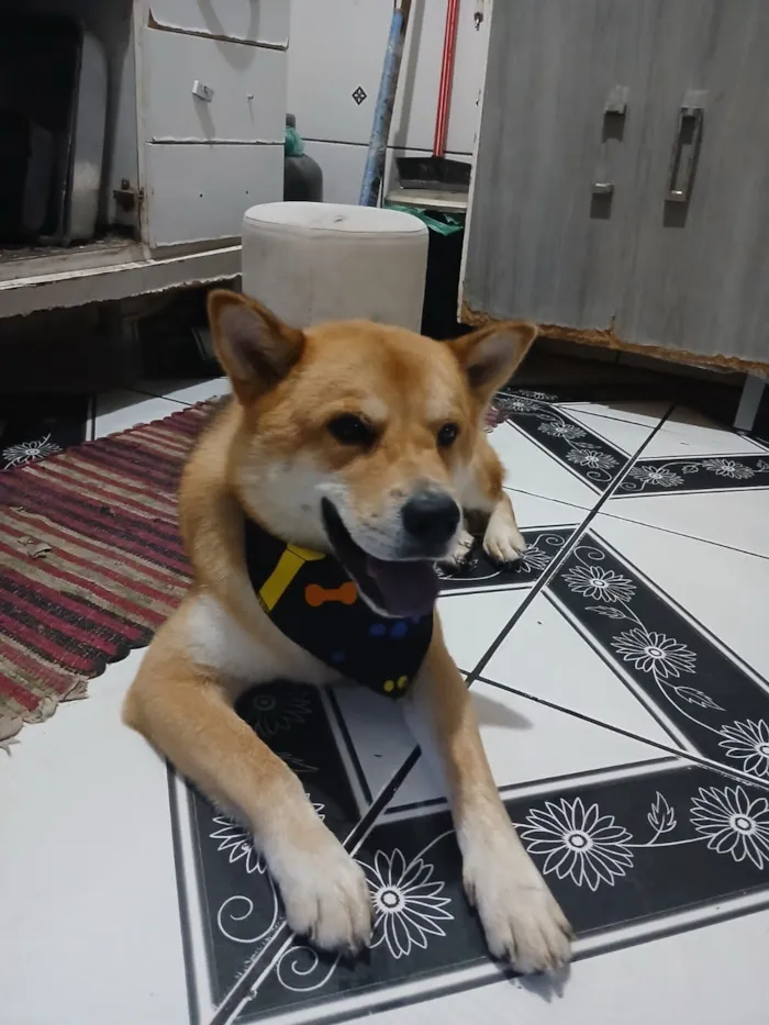 Cachorro raça Husky Siberiano idade 3 anos nome Jacob