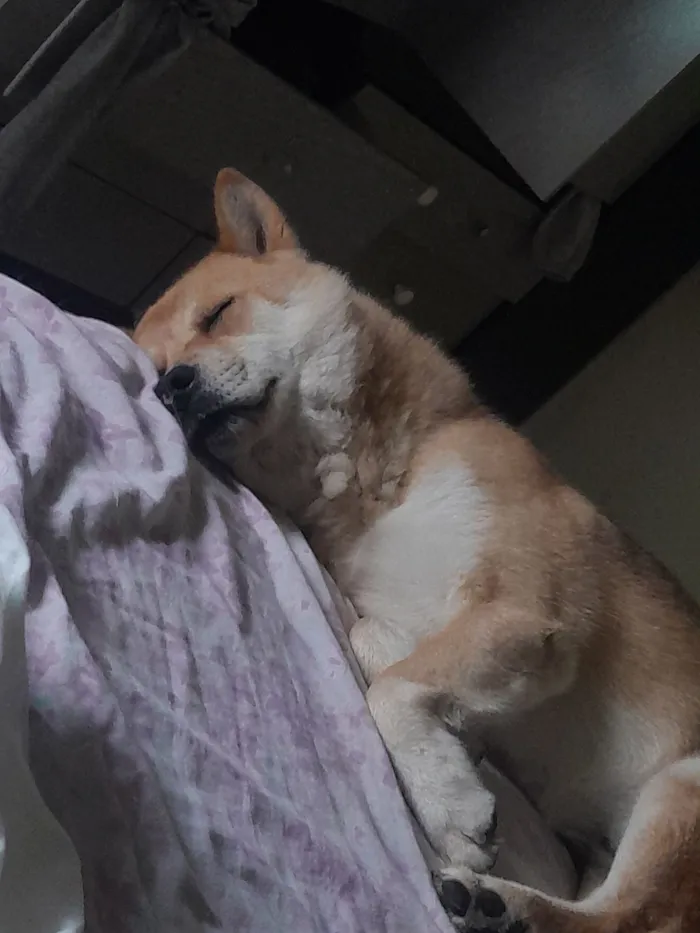 Cachorro raça Husky Siberiano idade 3 anos nome Jacob