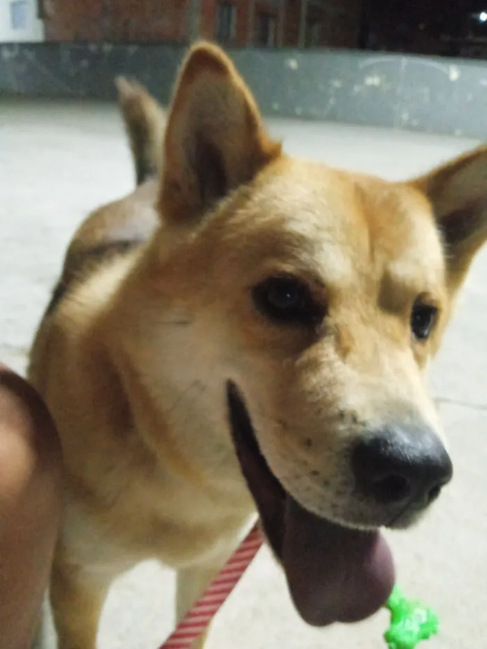 Cachorro raça Husky Siberiano idade 3 anos nome Jacob