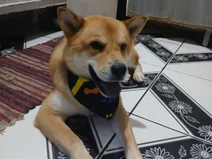 Cachorro raça Husky Siberiano idade 3 anos nome Jacob