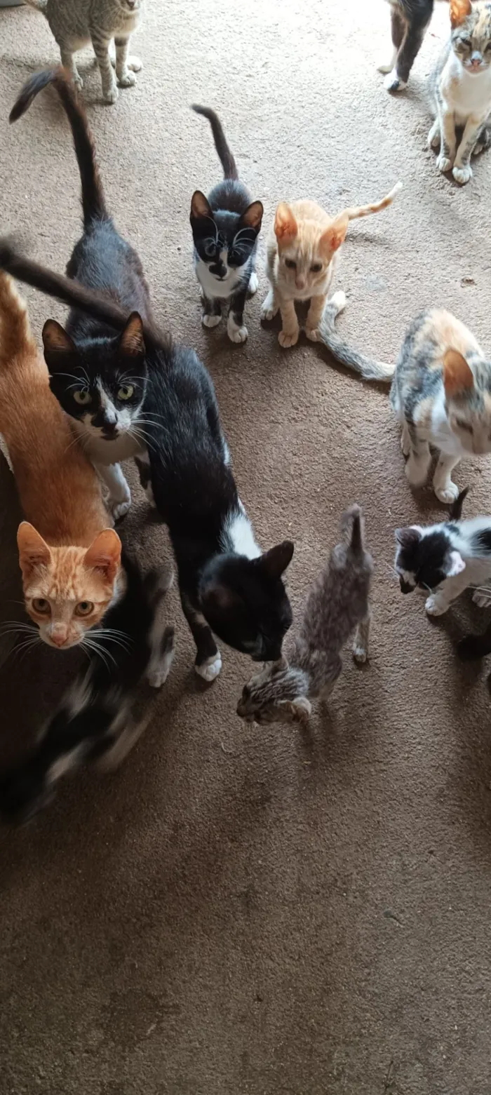 Gato raça SRD-ViraLata idade 7 a 11 meses nome Sem nome 