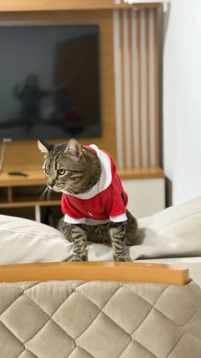 Gato raça SRD-ViraLata idade Abaixo de 2 meses nome Luna