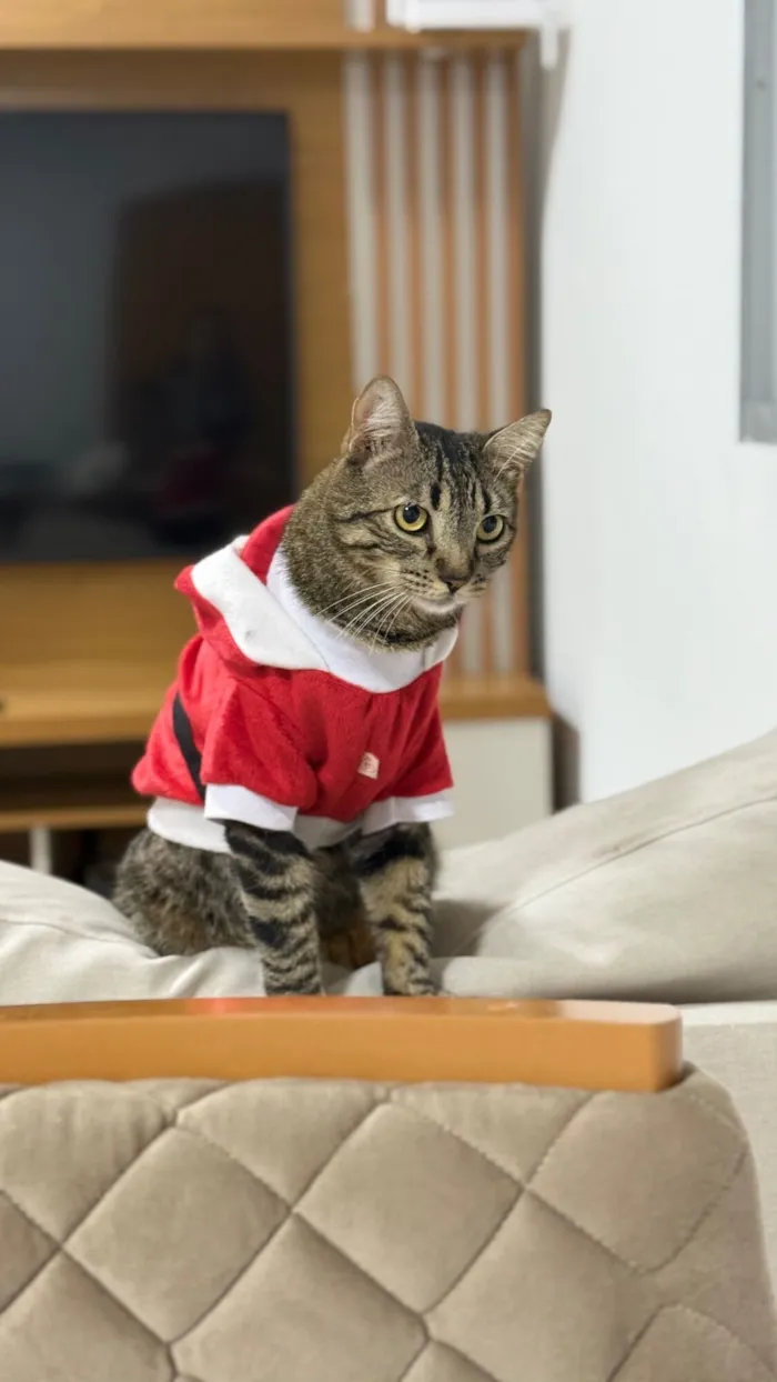 Gato raça SRD-ViraLata idade Abaixo de 2 meses nome Luna