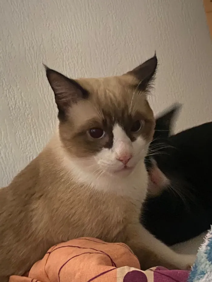 Gato raça SRD-ViraLata idade 7 a 11 meses nome Nico