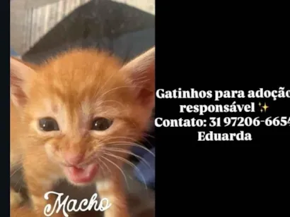 Gato raça SRD-ViraLata idade 7 a 11 meses nome Lady