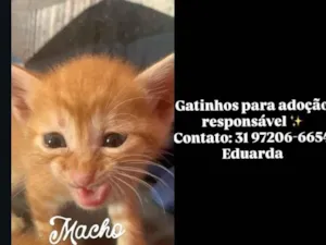 Gato raça SRD-ViraLata idade 7 a 11 meses nome Lady