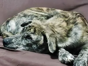 Cachorro raça SRD-ViraLata idade 7 a 11 meses nome Cocaína/Pandora