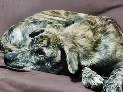 Cachorro raça SRD-ViraLata idade 7 a 11 meses nome Cocaína/Pandora