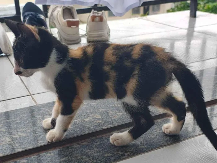 Gato raça SRD-ViraLata idade Abaixo de 2 meses nome .........