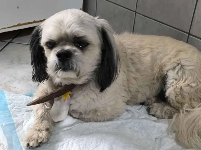 Cachorro raça Shitzu idade 6 ou mais anos nome Não sei 