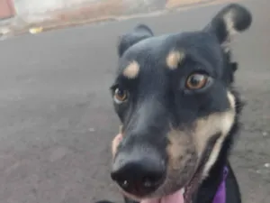 Cachorro raça SRD-ViraLata idade 1 ano nome Nala
