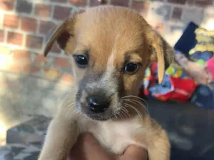 Cachorro raça SRD-ViraLata idade Abaixo de 2 meses nome Galega