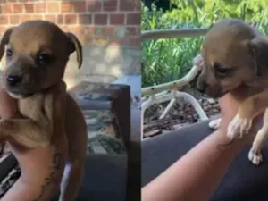 Cachorro raça SRD-ViraLata idade Abaixo de 2 meses nome Paçoquinha 