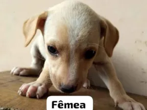 Cachorro raça SRD-ViraLata idade 2 a 6 meses nome EDUARDO FERREIRA LUZ